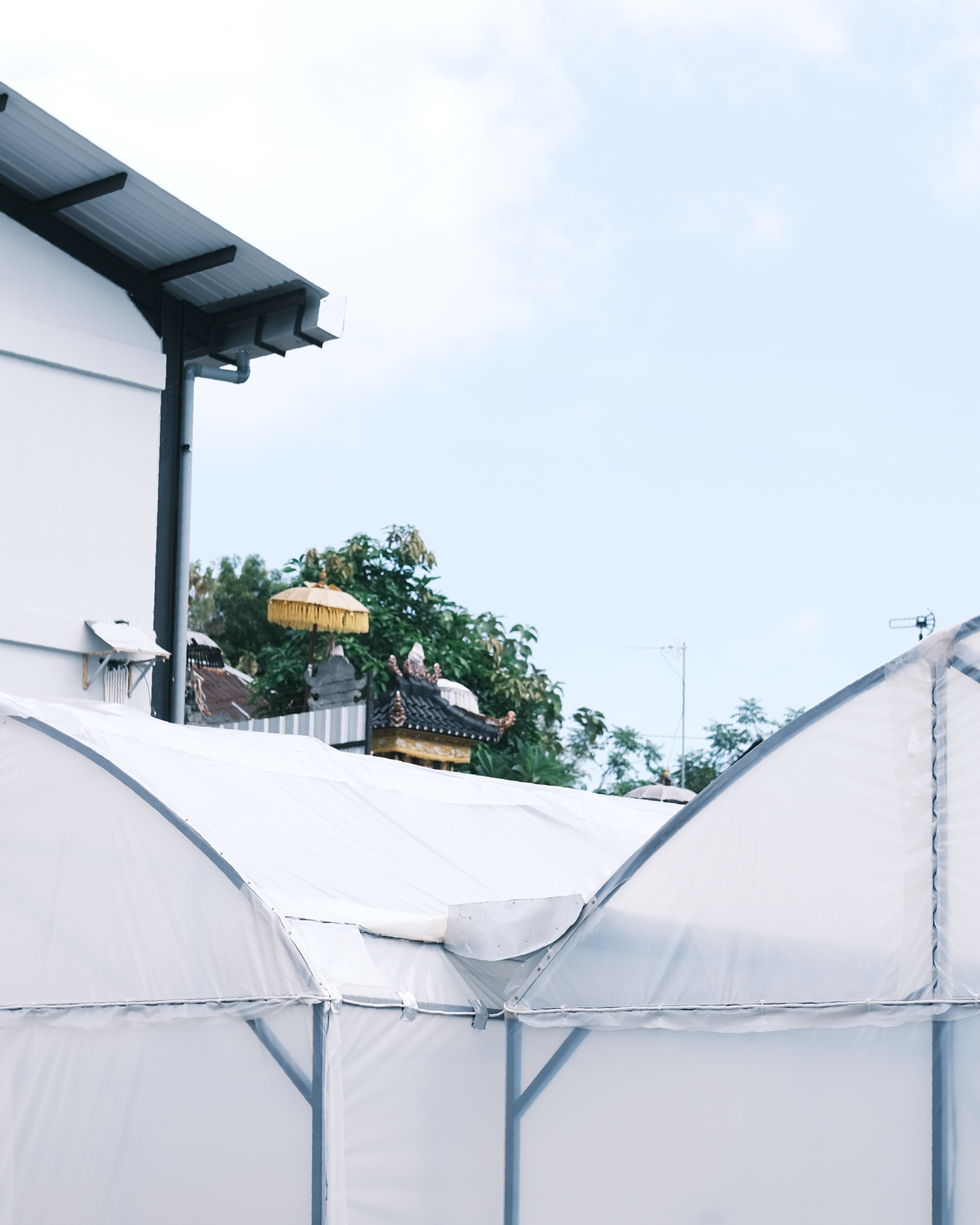Bali Harvest Update 2026