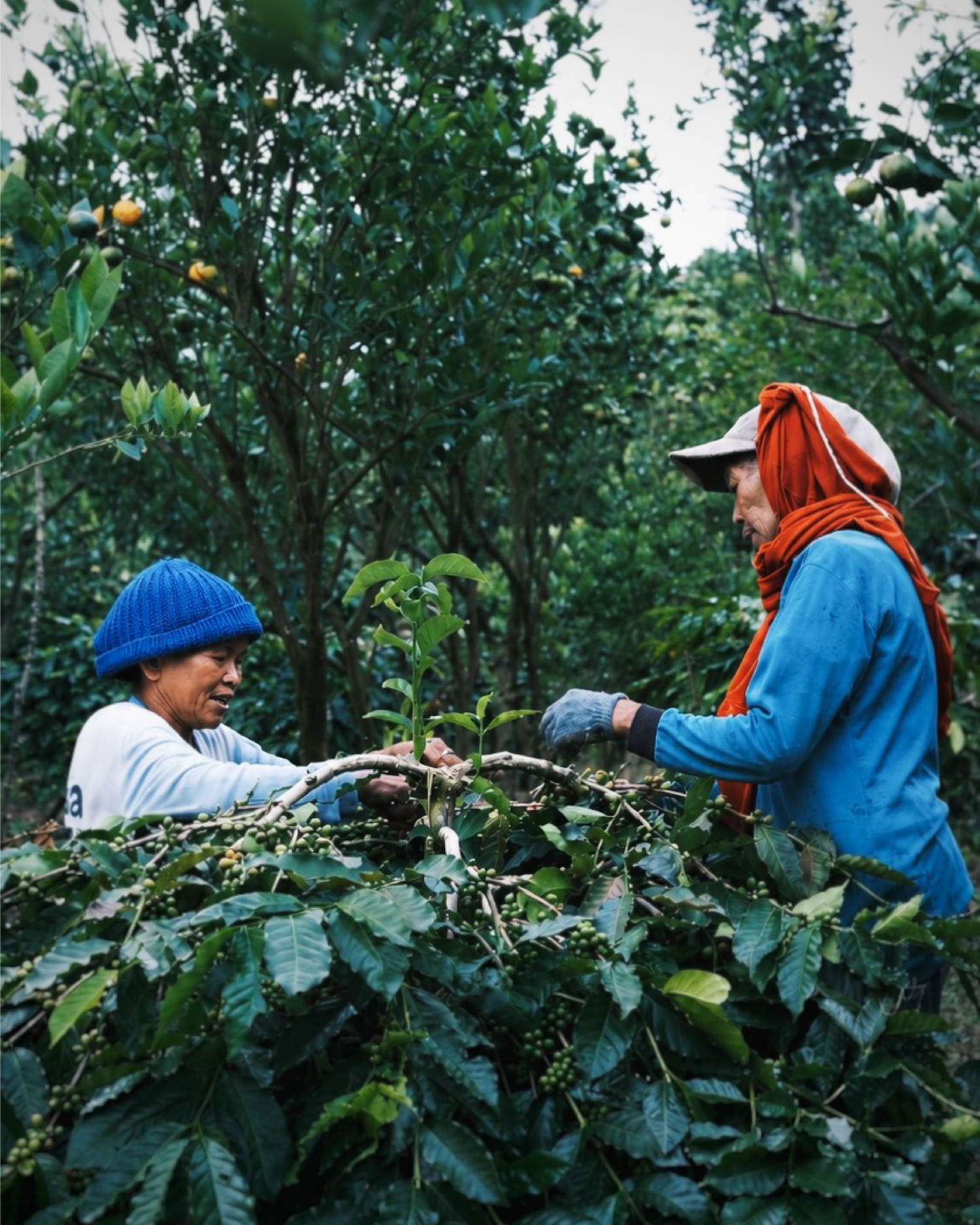 Bali & Indonesia Coffee Market Report
