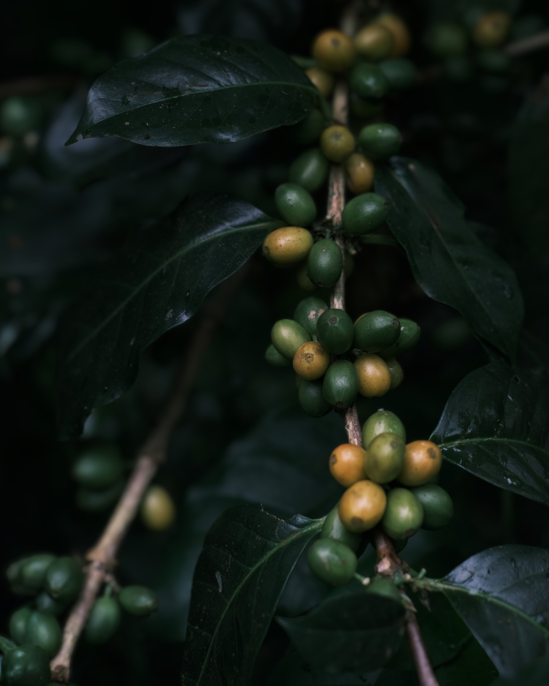 Coffee Cherry Ripeness and The Cup Quality