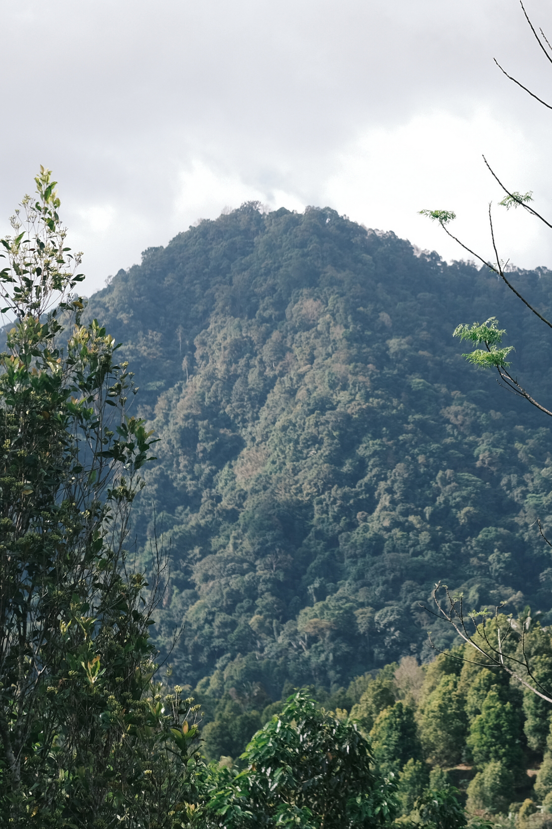 Bali Harvest Update 2025