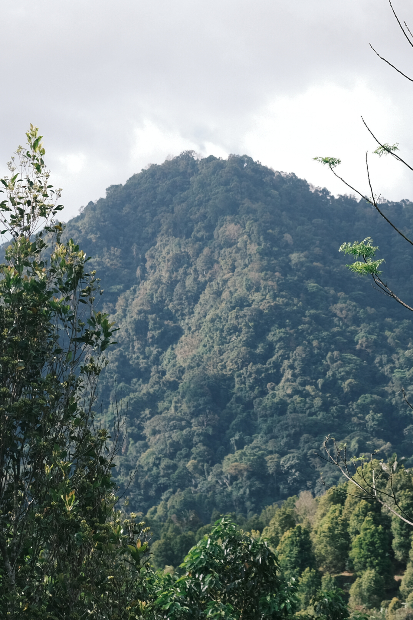 Bali Harvest Update 2025