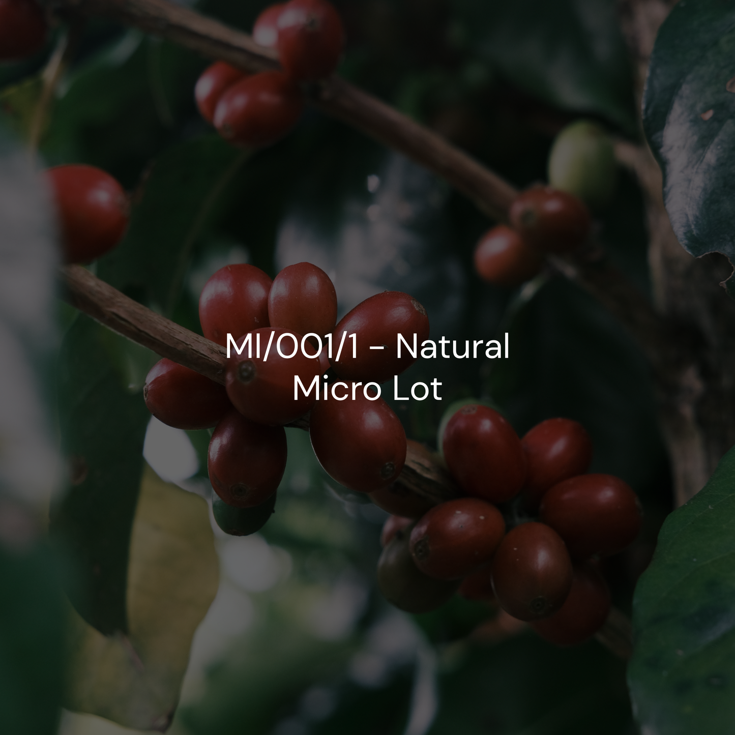 MI/001/1 - Natural