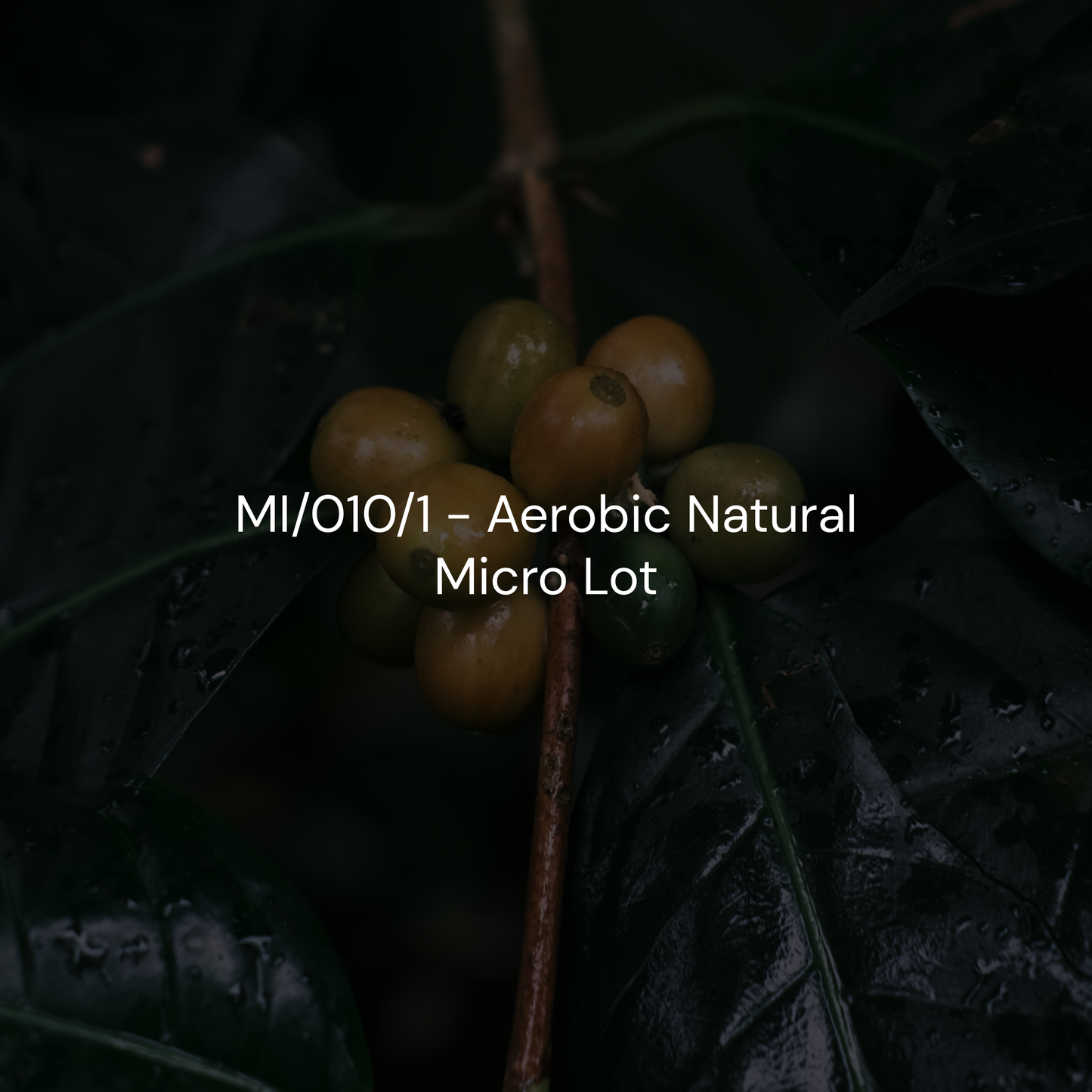 MI/010/1 - Aerobic Natural