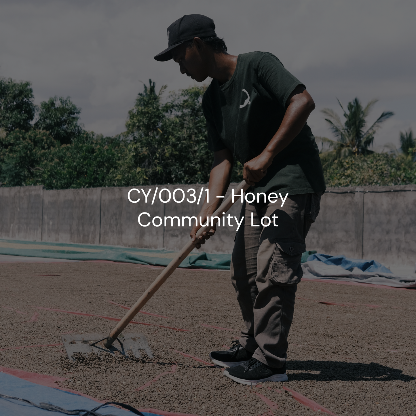 CY/003/1 - Honey