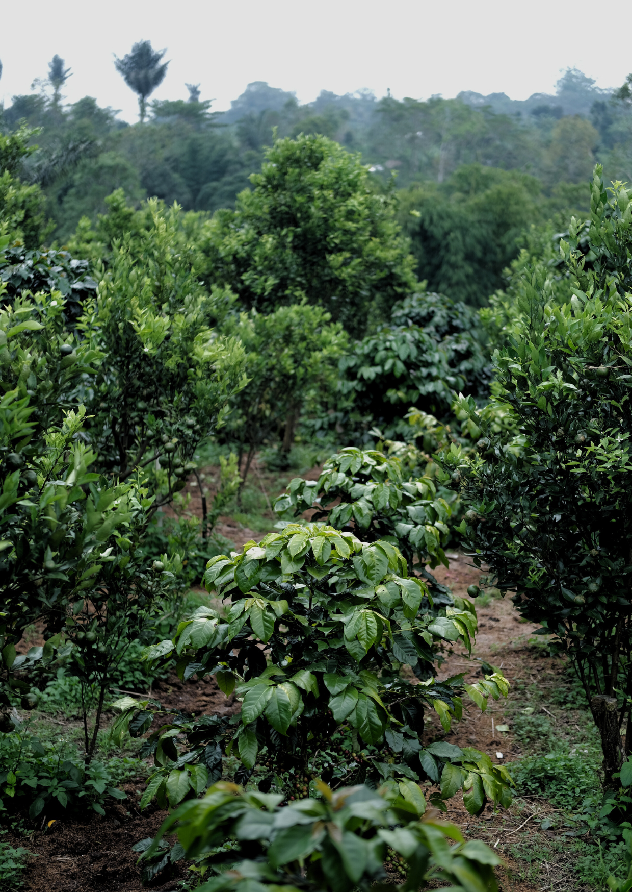 MI/010/1 - Aerobic Natural (Yellow Caturra)