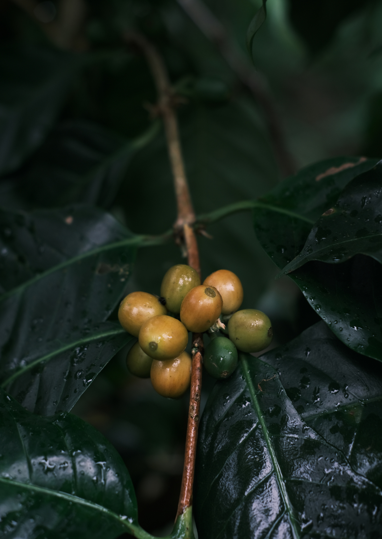 MI/010/1 - Aerobic Natural (Yellow Caturra)