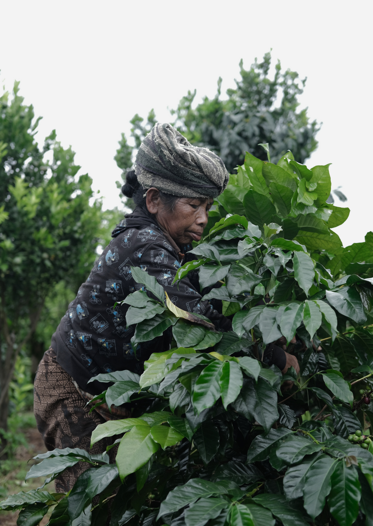 MI/004/1 - CM Natural