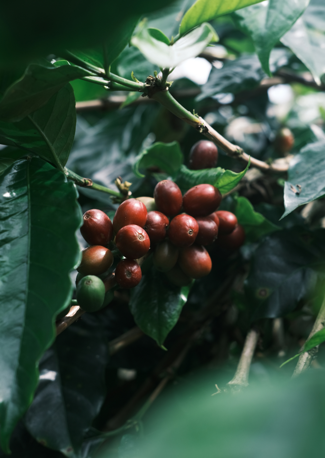 MI/006/1 - CM Pulped Natural