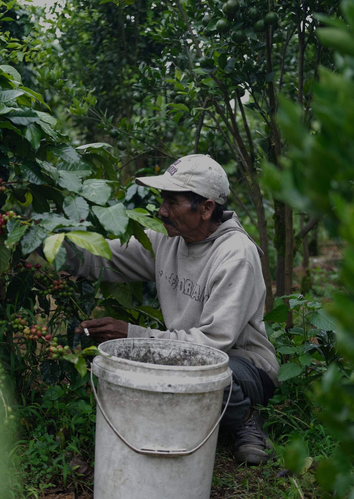 MI/006/1 - CM Pulped Natural