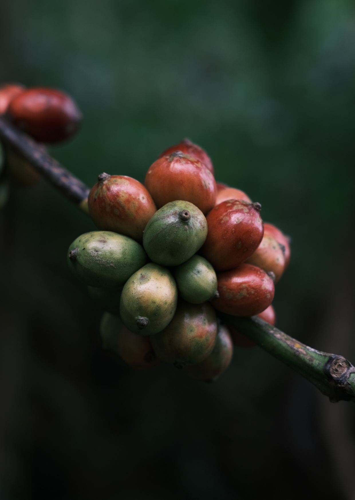 MI/016/1 - Natural (Robusta)