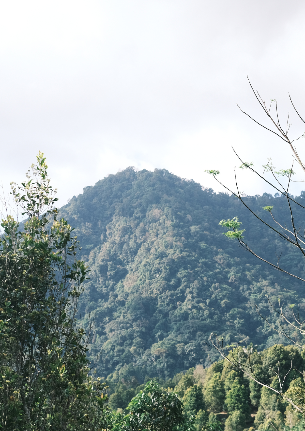 MI/016/1 - Natural (Robusta)