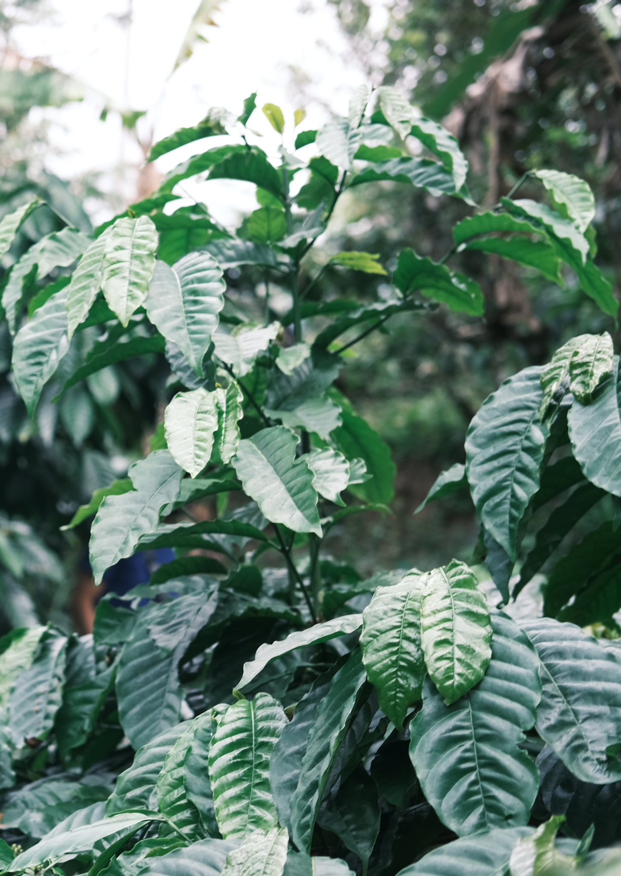 MI/016/1 - Natural (Robusta)