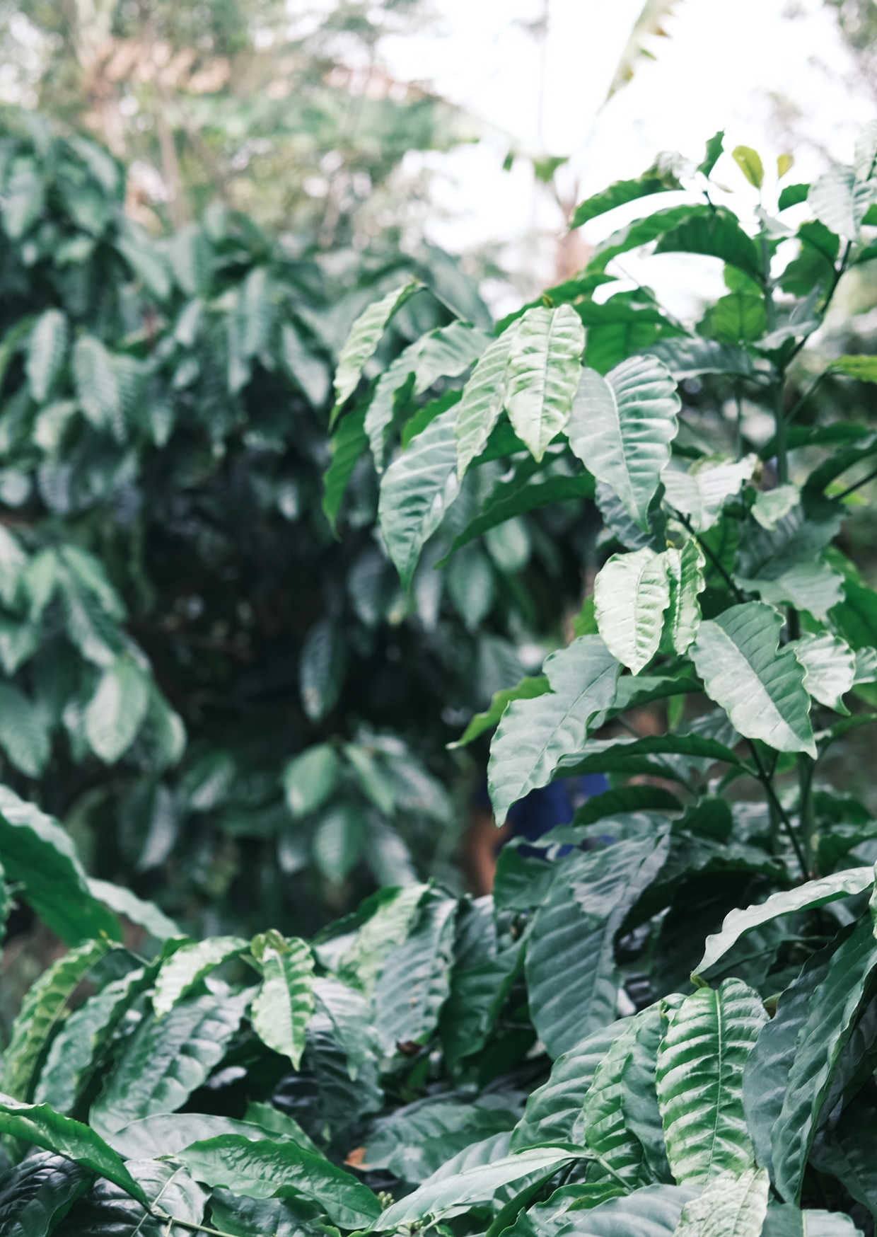 RE/006/1 - Pulped Natural (Robusta)