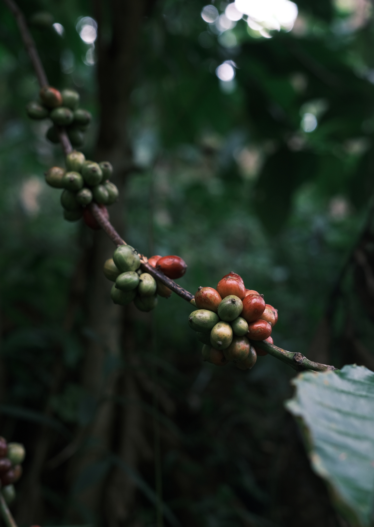 RE/006/1 - Pulped Natural (Robusta)