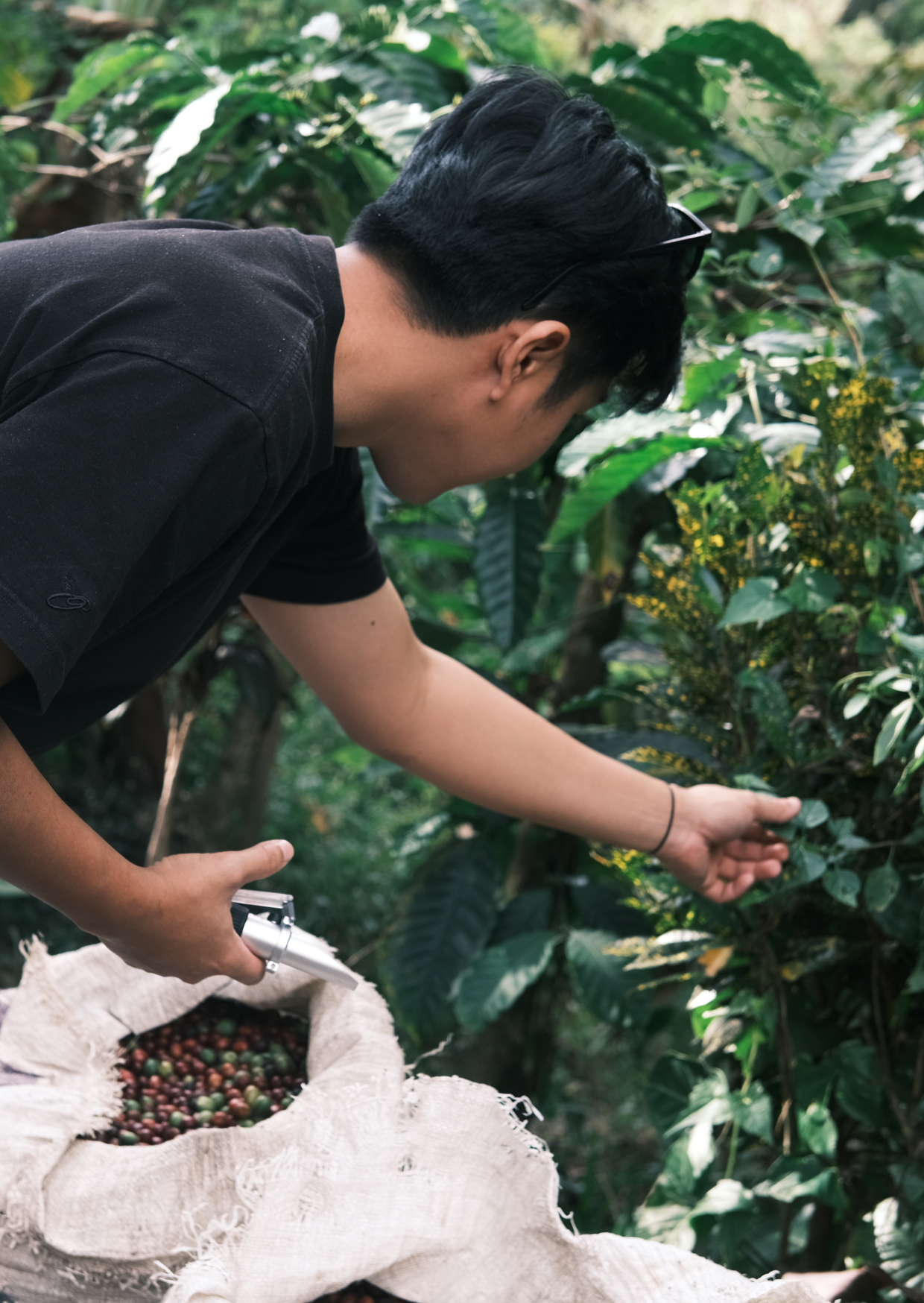 RE/006/1 - Pulped Natural (Robusta)