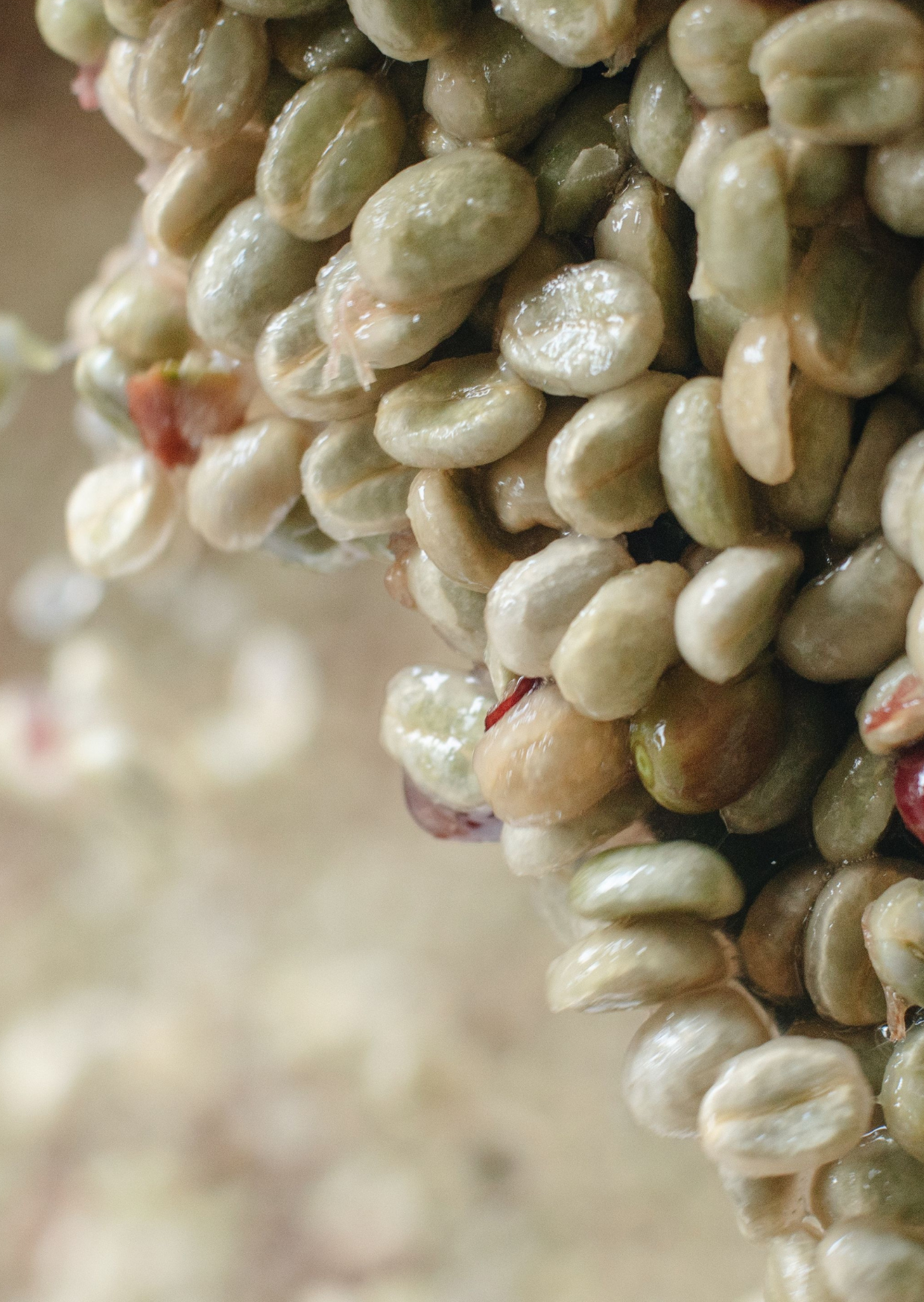 RE/006/1 - Pulped Natural (Robusta)