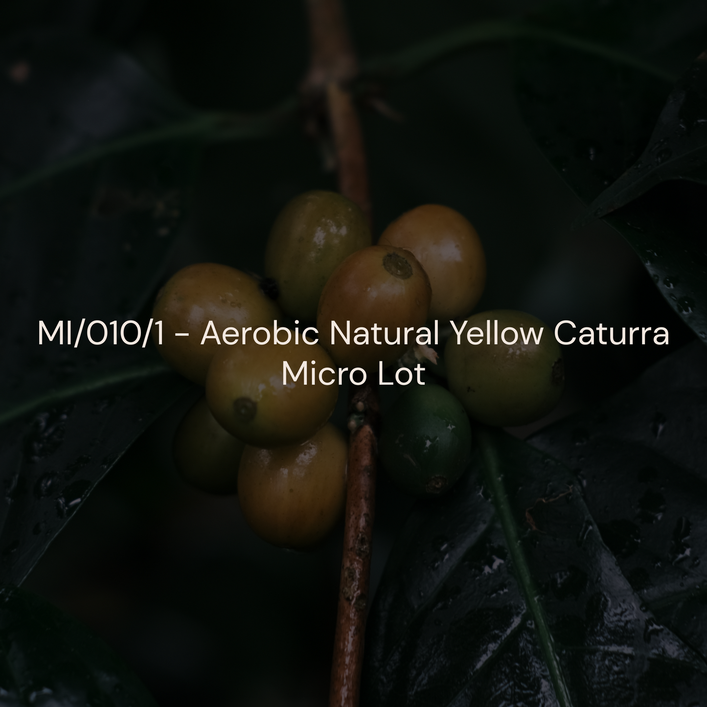 MI/010/1 - Aerobic Natural (Yellow Caturra)